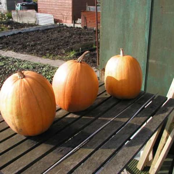 Autumn Gardening Jobs