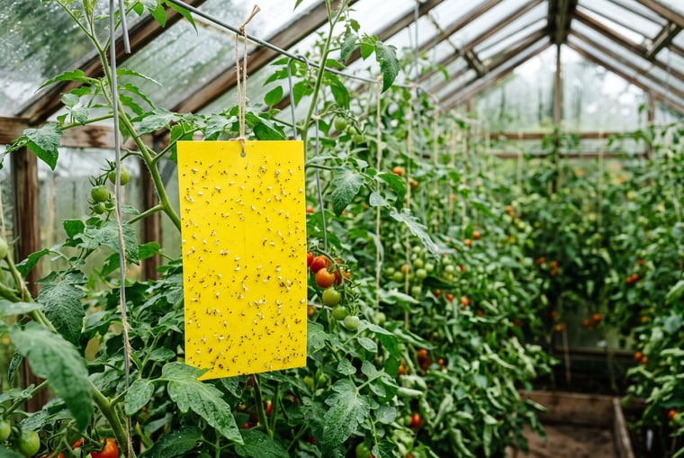 Yellow sticky trap covered in whitefly hanging among greenhouse tomato plants in August