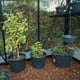 Inside a Janssens Helios Urban black greenhouse