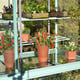 3x6 Access Exbury Mini Greenhouse with Toughened Glass Staging