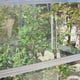 4x4 Access Tomato House with Toughened Glass