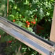 4x4 Access Mini Tomato house with Toughened Glass