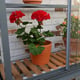 Access Westminster Wall Mounted Greenhouse Shelving