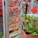 2x3 Access Lean To Greenhouse with Toughened Glass Optional Louvre