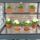 2x3 Access Mini Greenhouse Shelving
