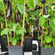 AutoPot 4Pot System - gallery