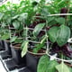 AutoPot 4Pot System - gallery