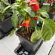 AutoPot 4Pot System - gallery