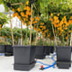 AutoPot 4Pot System - gallery