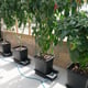 AutoPot 4Pot System - in use
