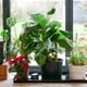 AutoPot easy2GO Kit - lifestyle