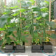 AutoPot easy2grow Kit - gallery