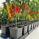 AutoPot easy2grow Kit - gallery