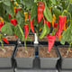 AutoPot easy2grow Kit - gallery