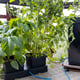 AutoPot easy2grow Kit - gallery