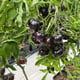 AutoPot easy2grow Kit - gallery
