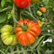 AutoPot easy2grow Kit - gallery