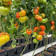 AutoPot easy2grow Kit - gallery