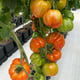 AutoPot easy2grow Kit - gallery