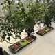 AutoPot Tray2Grow Watering System - gallery