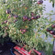 AutoPot Tray2Grow Watering System - in use