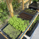 AutoPot Tray2Grow Watering System - in use