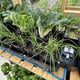 AutoPot Tray2Grow Watering System - in use