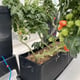 AutoPot Tray2Grow Watering System - in use