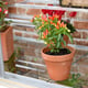 2x5 Access Harewood Mini Greenhouse Glass Shelving
