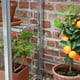 1x5 Access Half Westminster Mini Lean To Greenhouse Aluminium Shelving