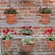 3x6 Access Hampton D  Mini Greenhouse Folding Staging