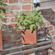 3x6 Access Hampton D  Tomato Growhouse