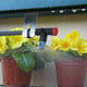 Access Hampton D  Water Mist Irrigation System