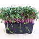 G-Tools Microgreens Grow Mat and Punnet Sample Kit