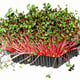 G-Tools Microgreens Grow Mat and Punnet Sample Kit