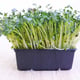 G-Tools Microgreens Grow Mat and Punnet Sample Kit