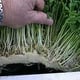 G-Tools Microgreens Grow Mat and Punnet Sample Kit