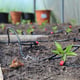 Dripper line watering plants under cover