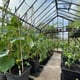 WaterMate Pro watering a polytunnel bed
