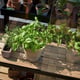 Juliana City Greenhouse Lower Shelf