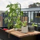 Juliana Vertical Greenhouse Cedar Top