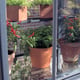 Access-Wheeled-Mini-Greenhouse