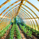 Norhage Tre 300 wooden polycarbonate greenhouse interior filled with commercial crops