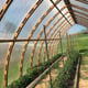 Norhage Tre 300 wooden polycarbonate greenhouse interior growing space and timber arches