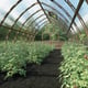 Norhage Tre 300 wooden polycarbonate greenhouse planted interior visualisation