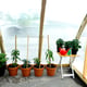 Planting inside the Norhage Vegg 300 lean-to greenhouse