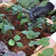 Palram Canopia Drip Irrigation Kit