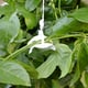 Palram Canopia Trellising Kit Support