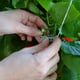 Palram Canopia Trellising Kit Ties