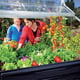 Palram Plant Inn Raised Cold Frame Family Growing